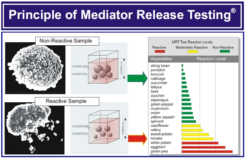 Diagram explaining how the Mediator Release Test measures inflammatory response to foods