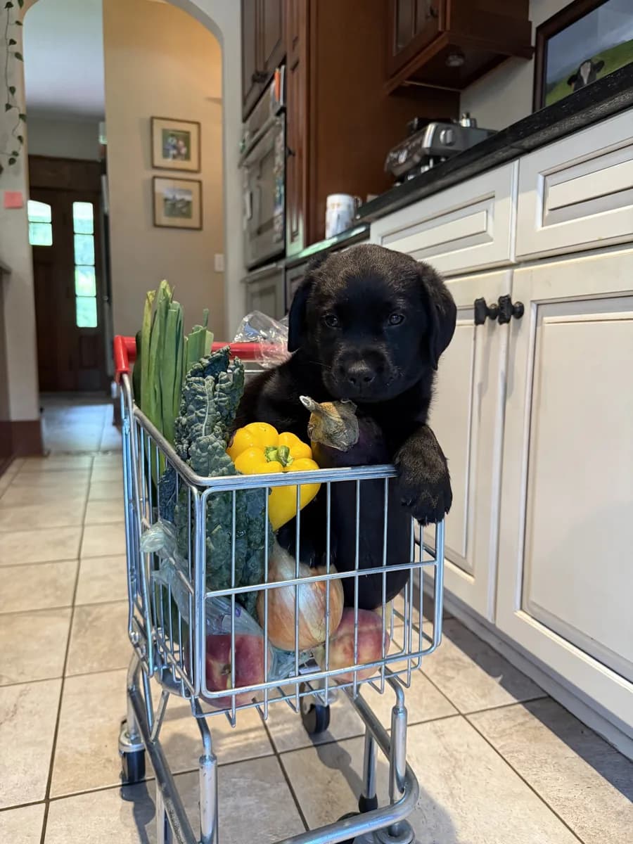 A black Labrador puppy sitting in a small shopping cart filled with fresh produce — kale, leeks, yellow peppers, an onion, eggplant and apples